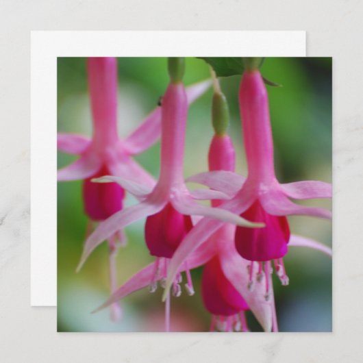Pretty Pink Fuchsia Flowers (Front/Back)