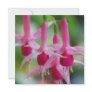 Pretty Pink Fuchsia Flowers