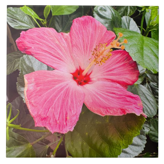 Pretty Pink Hibiscus Ceramic Tile (Front)