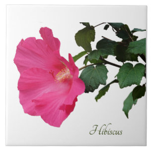 Pretty pink hibiscus on white ceramic tile