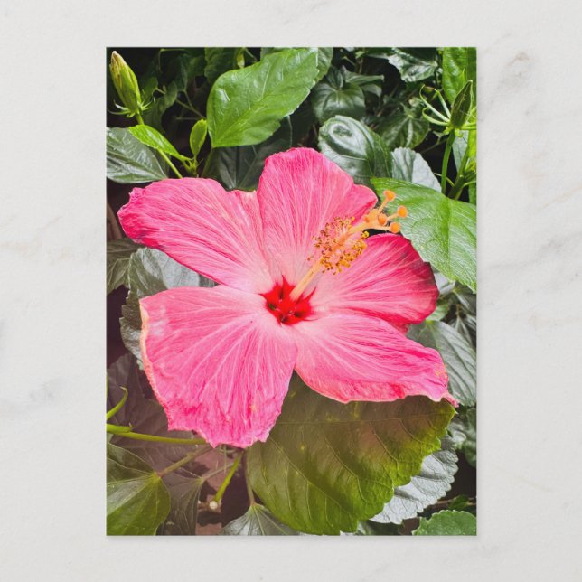 Pretty Pink Hibiscus Postcard (Front)