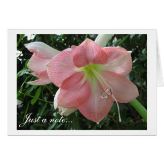 Pretty Pink Lily Cards
