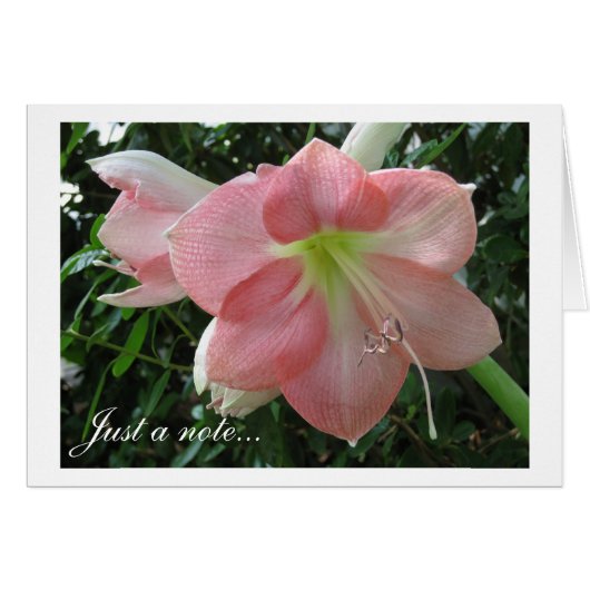 Pretty Pink Lily Cards (Front Horizontal)