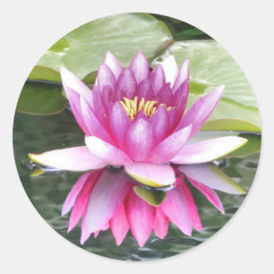 Pretty Pink Lotus Reflected Classic Round Sticker