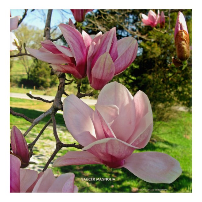 Pretty Pink Magnolia Floral Photo  Acrylic Print (Front)