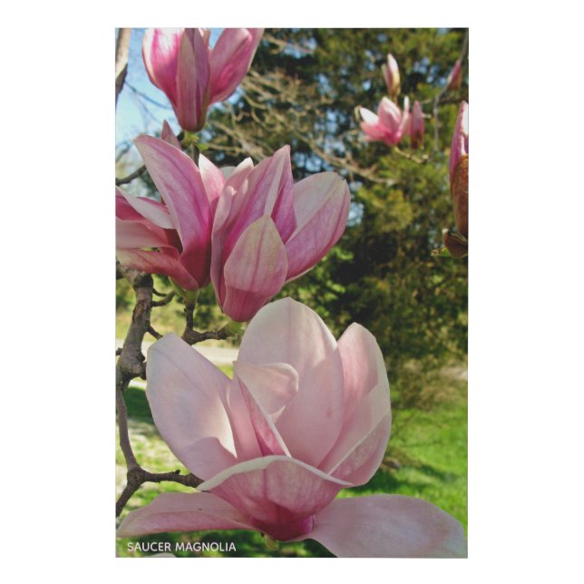 Pretty Pink Magnolia Floral Photo  Faux Canvas Print (Front)