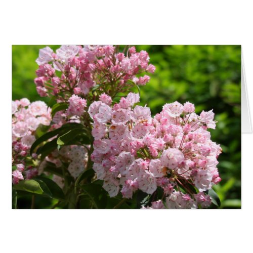 Pretty Pink Mountain Laurel Flowers