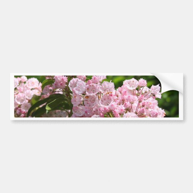 Pretty Pink Mountain Laurel Flowers Bumper Sticker (Front)