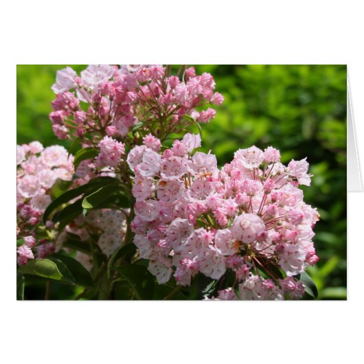Pretty Pink Mountain Laurel Flowers Cards (Front Horizontal)