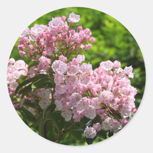 Pretty Pink Mountain Laurel Flowers Classic Round Sticker