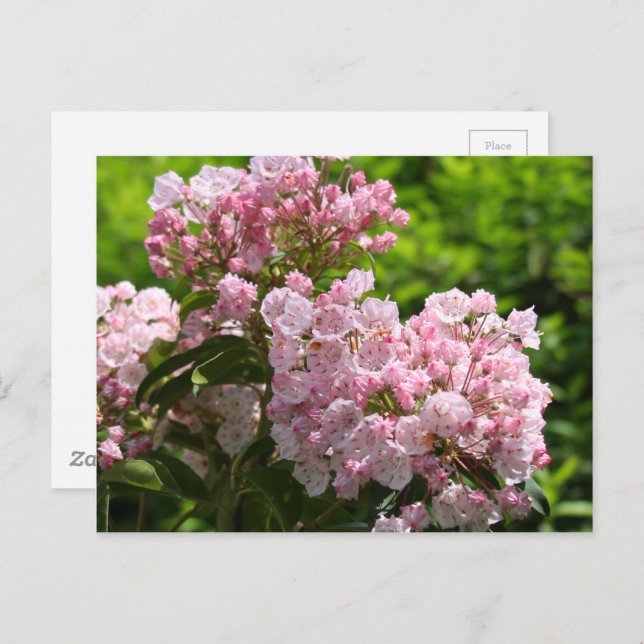 Pretty Pink Mountain Laurel Flowers Postcard (Front/Back)