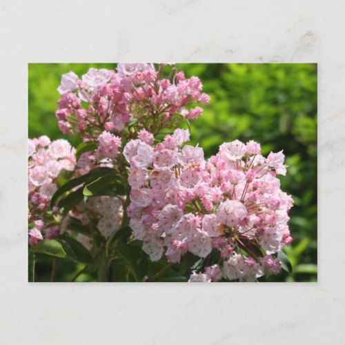 Pretty Pink Mountain Laurel Flowers Postcard