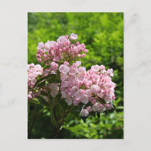 Pretty Pink Mountain Laurel Flowers Postcard