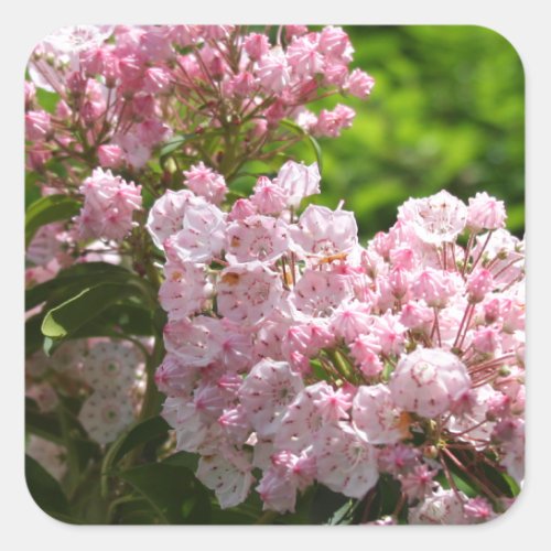 Pretty Pink Mountain Laurel Flowers Square Sticker