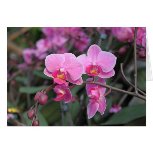 Pretty pink orchid flowers cards (Front Horizontal)