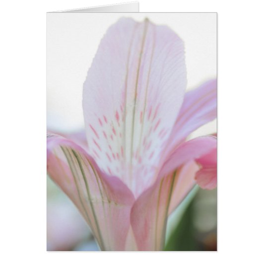 Pretty Pink Pastel Flower (Front)