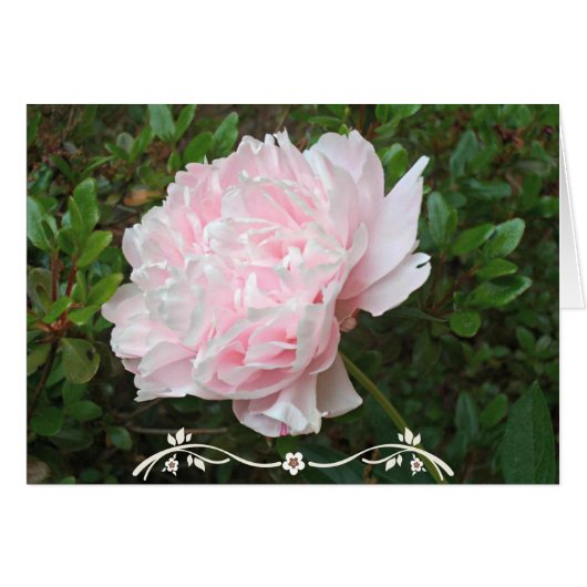 Pretty Pink Peony Flower Green Leaves (Front Horizontal)