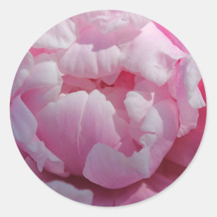Pretty Pink Peony Flower Photo Classic Round Sticker