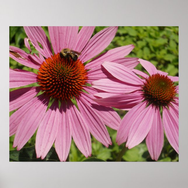 Pretty Pink Petals Poster (Front)