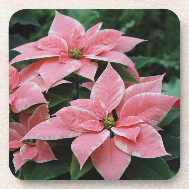 Pretty Pink Poinsettia Coasters (Front)