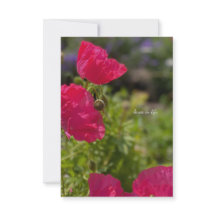 Pretty Pink Poppies in the Garden 