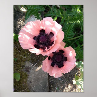 Pretty Pink Poppy Poster