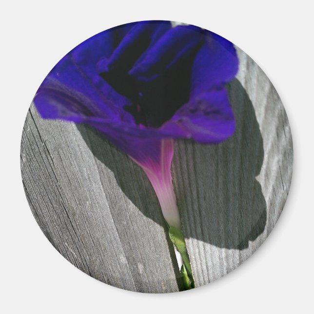 Pretty Pink-Purple Morning Glory Flower Magnet (Front)