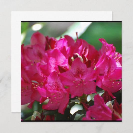 Pretty Pink Rhododendron (Front/Back)
