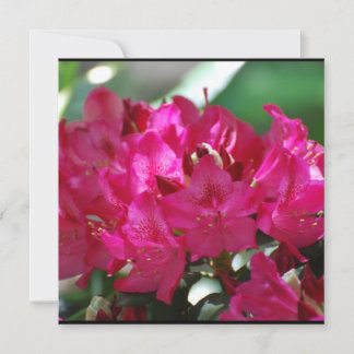 Pretty Pink Rhododendron