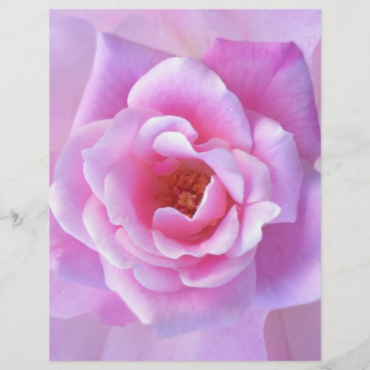 Pretty Pink Rose (Front)