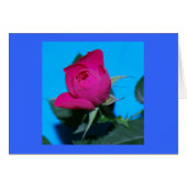 Pretty Pink Rose (Front Horizontal)