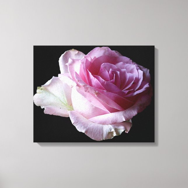 Pretty pink rose black digital modern trendy  canvas print (Front)