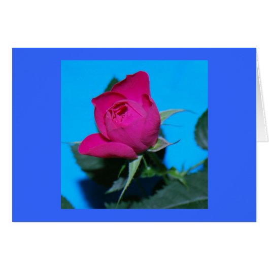 Pretty Pink Rose Cards (Front Horizontal)