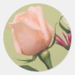 Pretty Pink Rose Classic Round Sticker at Zazzle