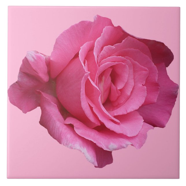 Pretty pink rose floral simple beautiful fine art ceramic tile (Front)