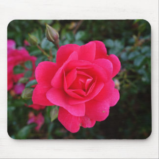 pretty pink rose flower photography mouse pad