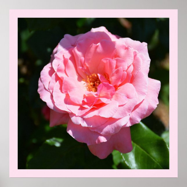 Pretty pink rose poster (Front)