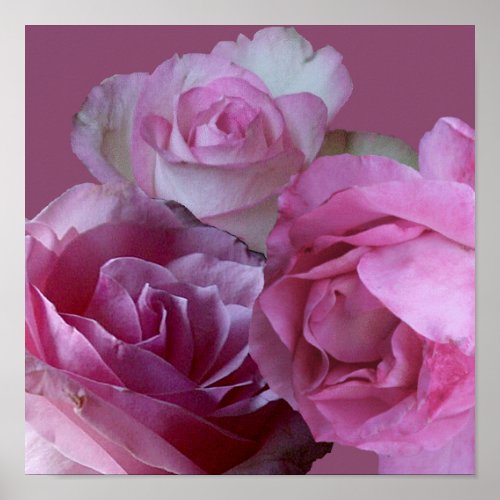 Pretty pink roses floral vintage romantic elegant poster