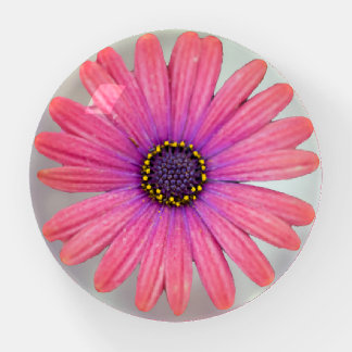Pretty Pink Single Daisy Flower Bokeh Background  Paperweight