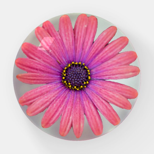 Pretty Pink Single Daisy Flower Bokeh Background  Paperweight (Front)
