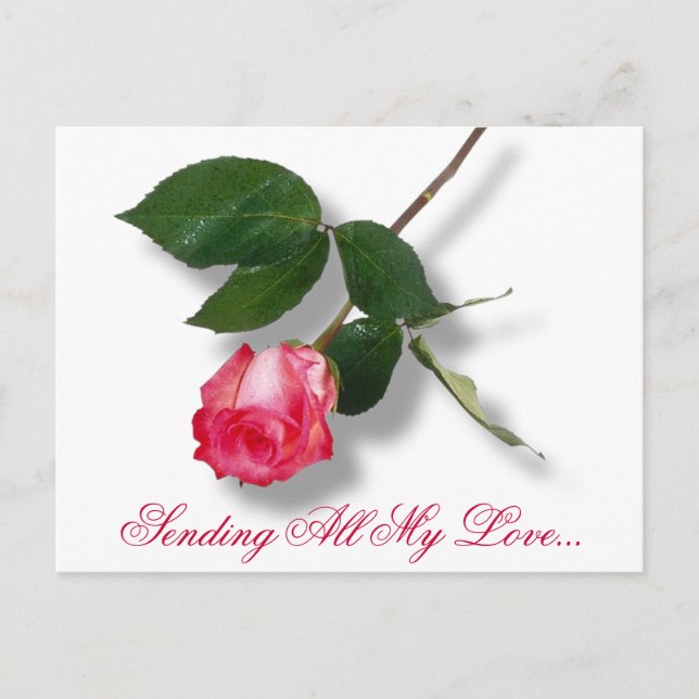 Pretty pink single rose holiday postcard (Front)