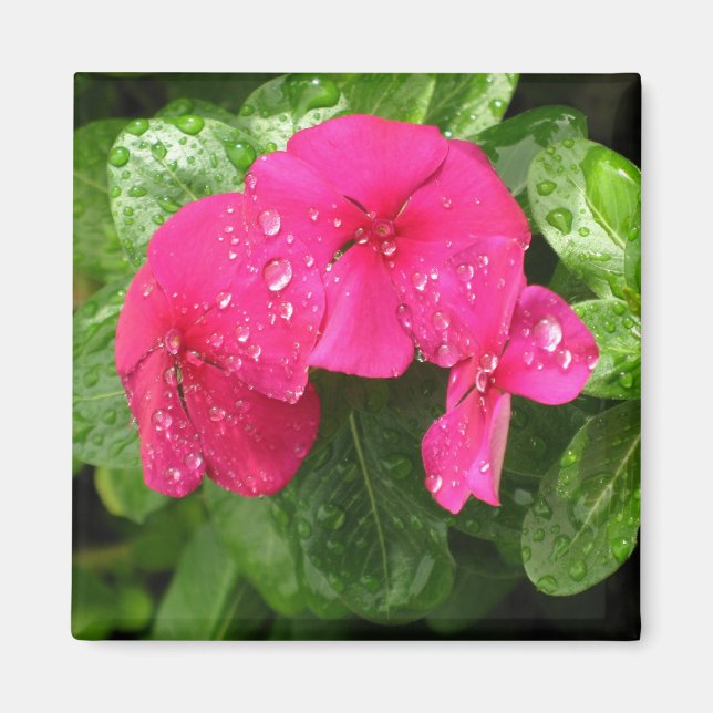 Pretty Pink Spring Flowers Macro Photography  Magnet (Front)