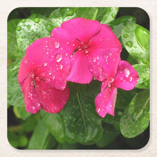Pretty Pink Spring Flowers Macro Photography  Square Paper Coaster (Front)