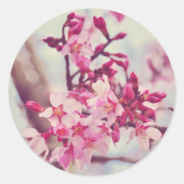 Pretty Pink Tree Blossom Photo Classic Round Sticker (Front)