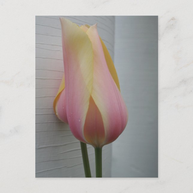 Pretty Pink Tulip Postcard (Front)