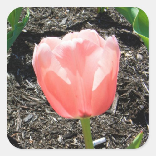 Pretty Pink Tulip Square Sticker