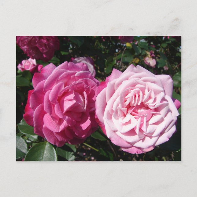 Pretty Pink Vintage Rose Photo Postcard (Front)