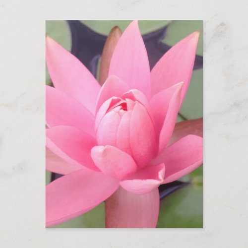 Pretty Pink Water Lily Invitation Postcard