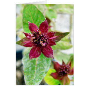 Pretty Plant Cards