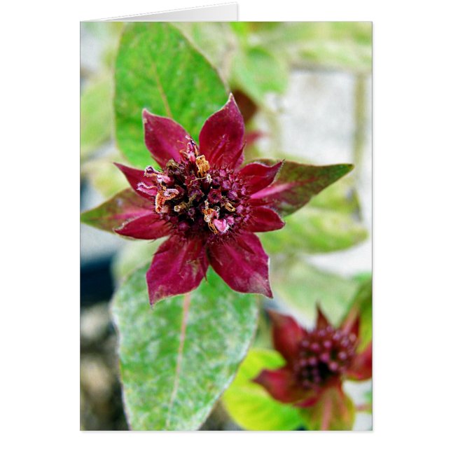 Pretty Plant Cards (Front)